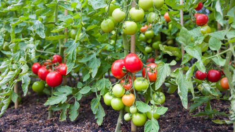 Healthy tomatoes in the garden, Do Tomato Suckers Produce Fruit? Separating Myths From Facts - 1600x900