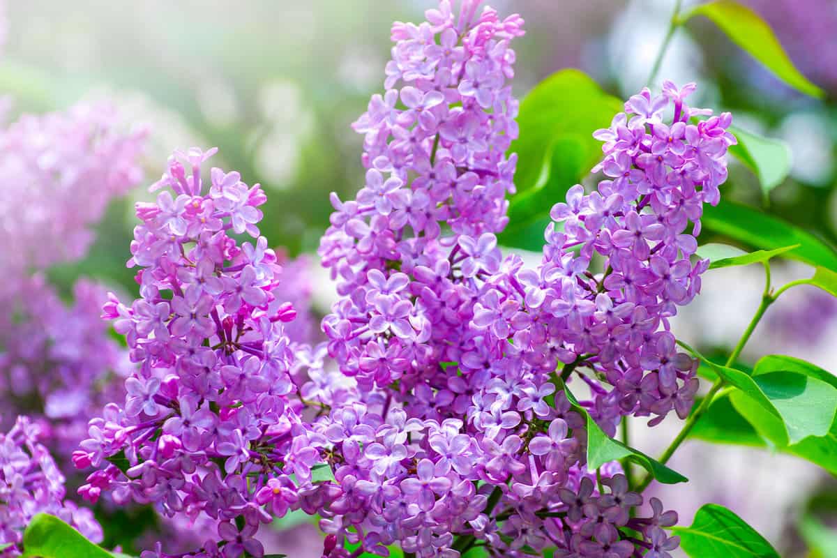Lilac blossoming branches