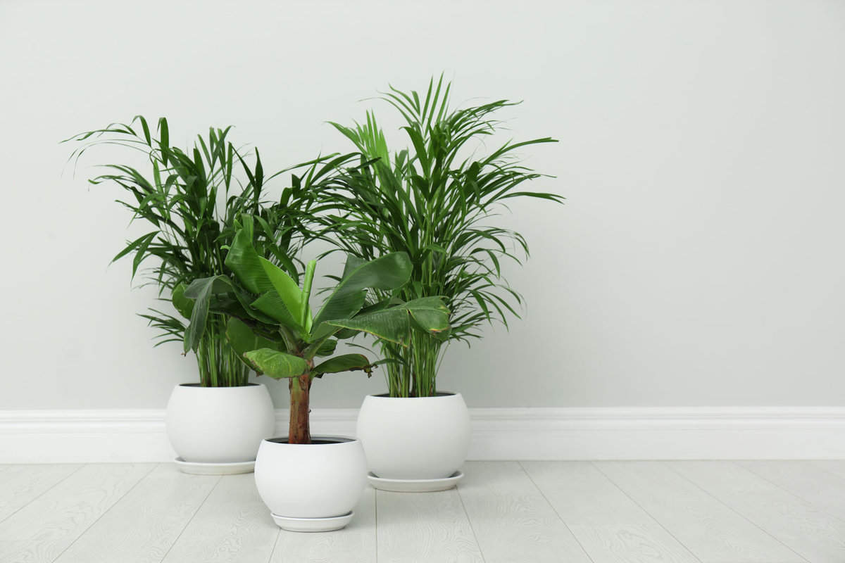 Three gorgeous Parlor Palm plants planted on white pots