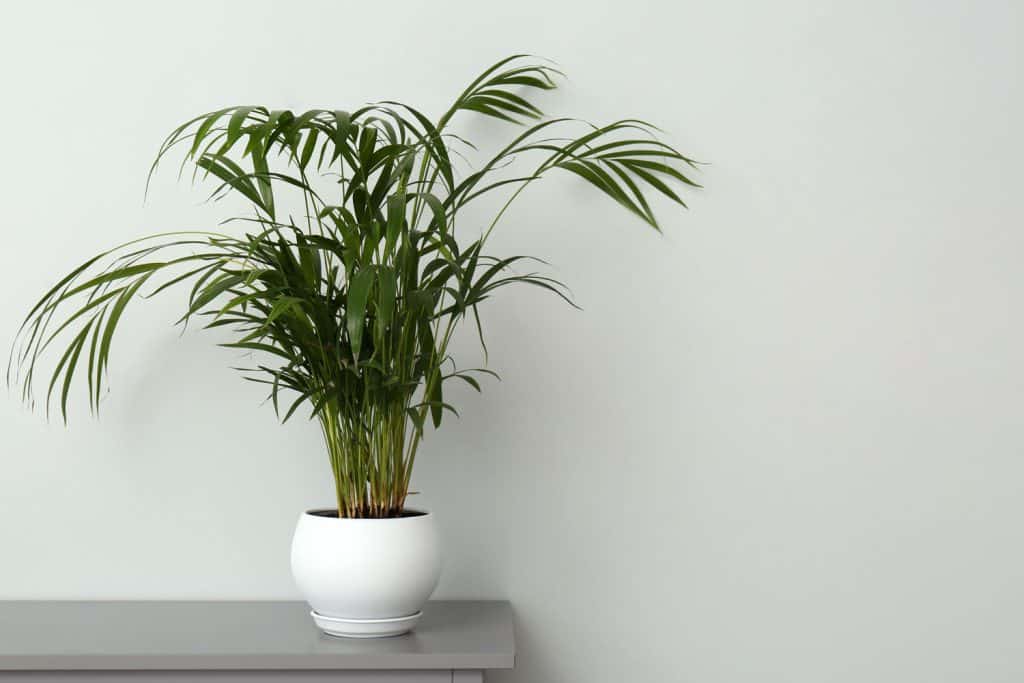 A beautiful Parlor palm plant planted on a white pot