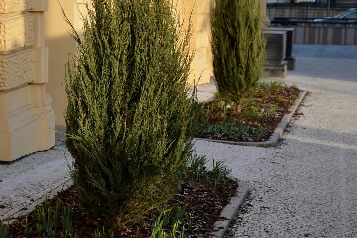 Blue Arrow Junipers planted in Box planters in the garden