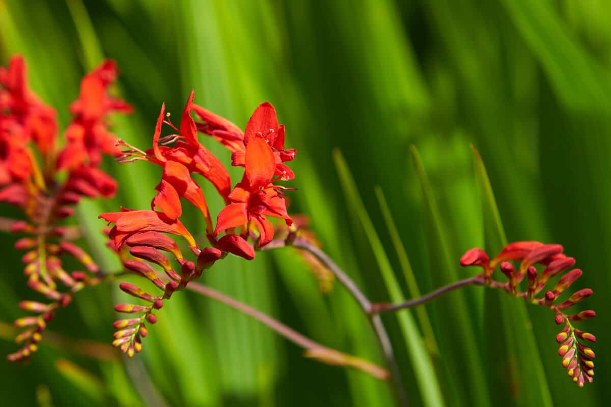 Gorgeous fiery red leaves of a Lucifer plant in the garden