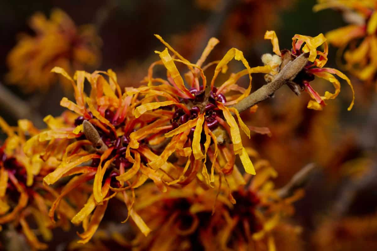 Hamamelis × intermedia, the hybrid witch hazel, is a flowering plant in the family Hamamelidaceae