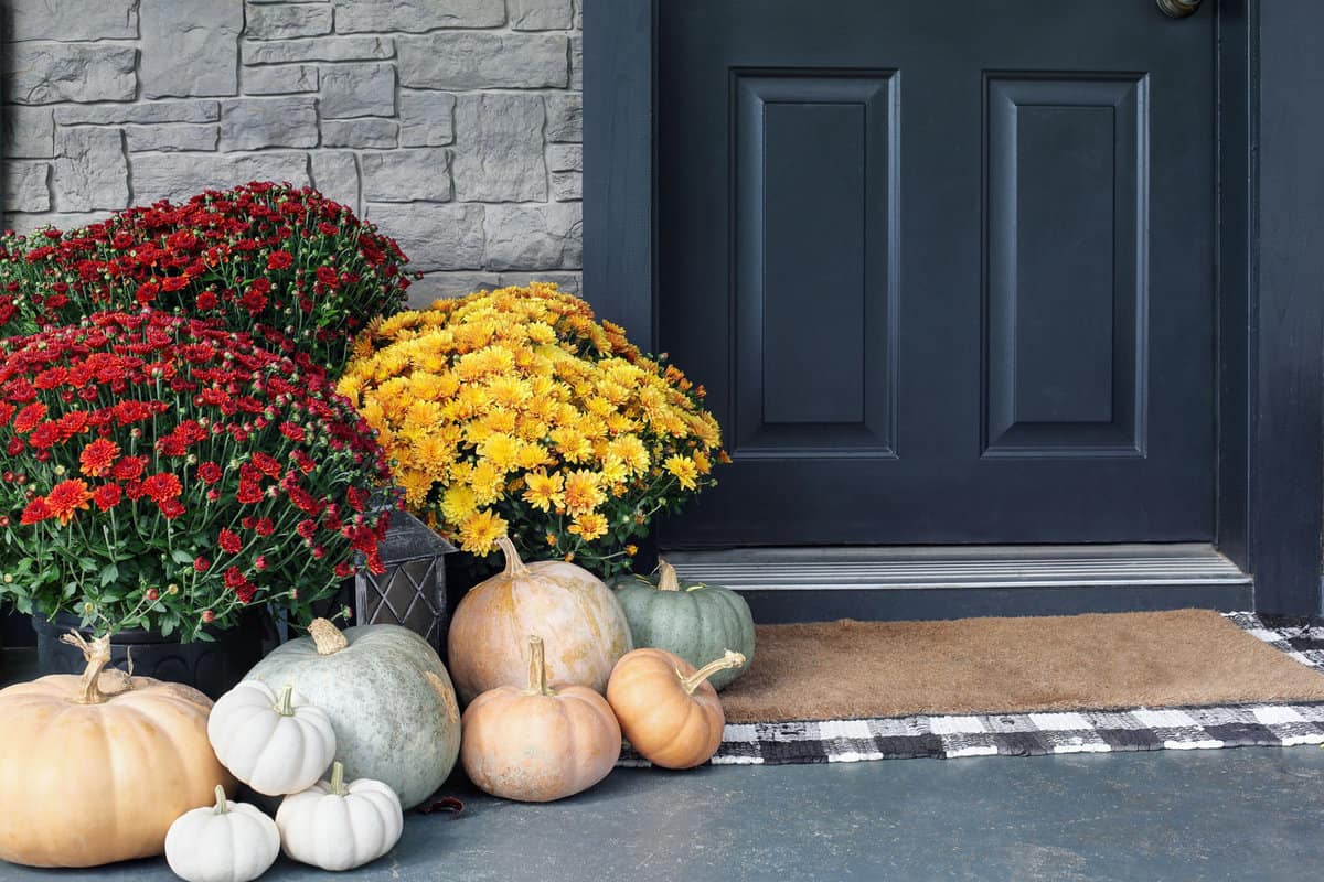 Colorful mums on the side of the door matched with pumpkins on the sidea
