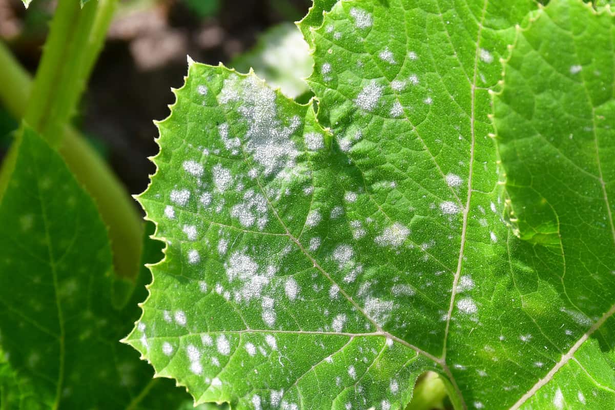 A zucchini leaf infested with powdery mildew in the garden
