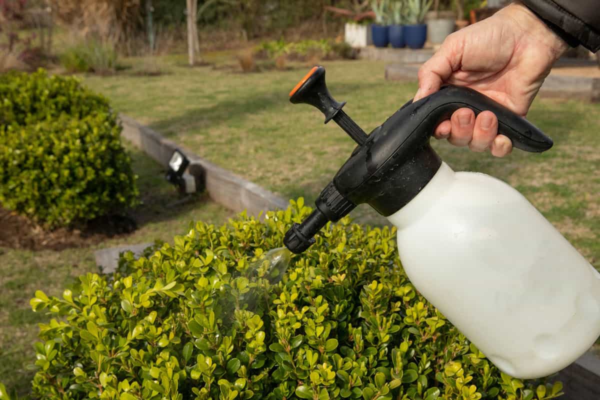 Closeup view of a female gardener hand holding a sprayer and spraying water with potassium soap to a Buxus sempervirens bush