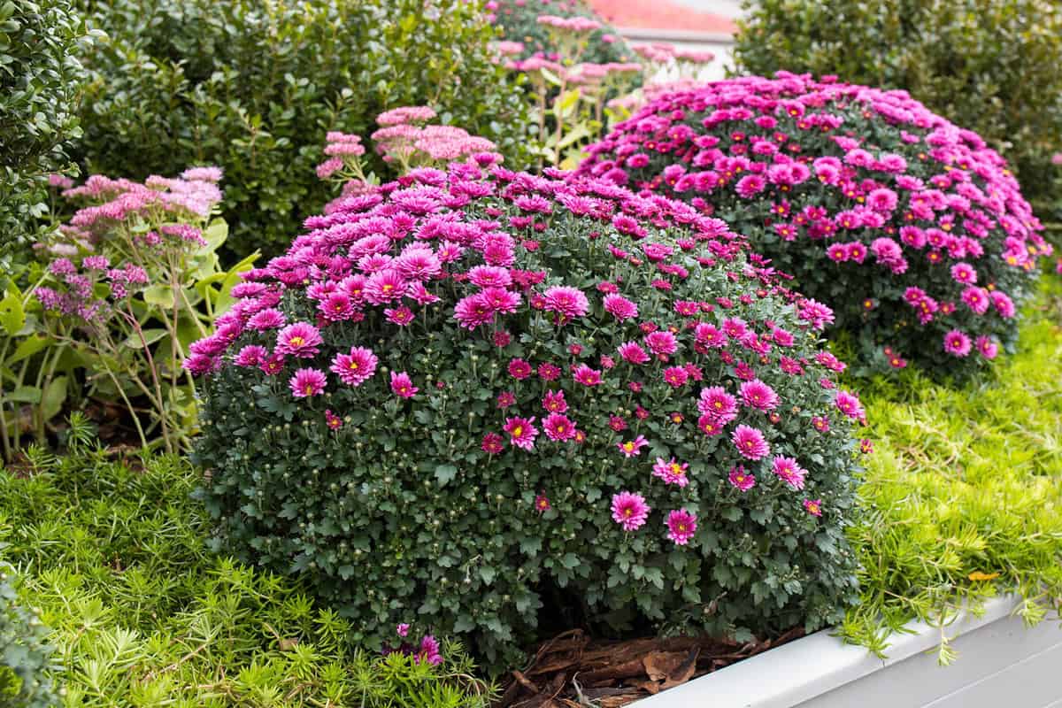 Bushes of burgundy chrysanthemums garden or park outdoor