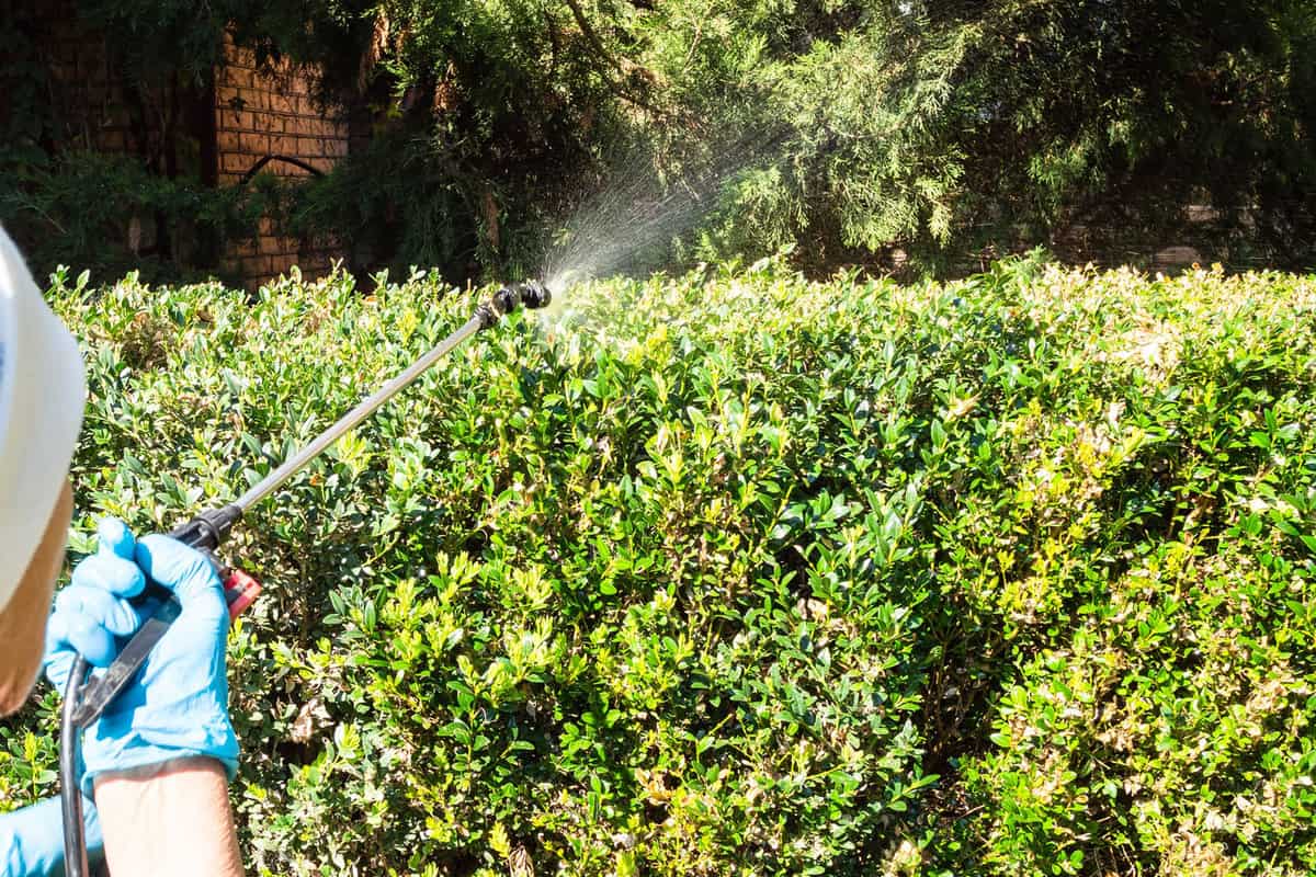 Spraying pesticides on to garden hedge