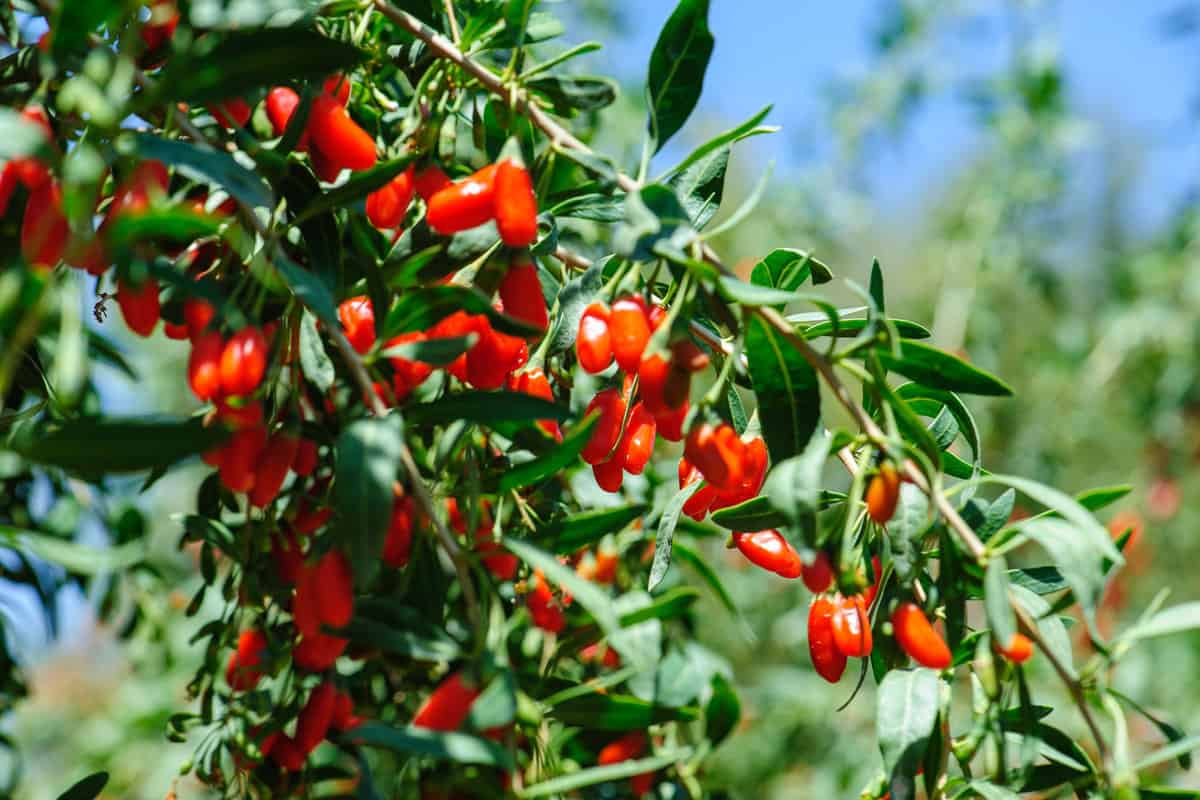 A Goji tree filled with bearings ready for picking