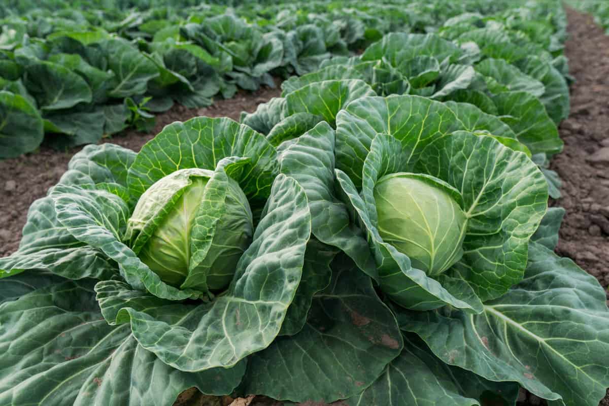 A huge cabbage plantation 