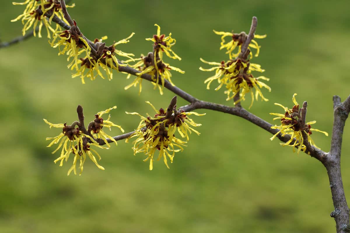 the beautiful flowers of the witch hazel in winter