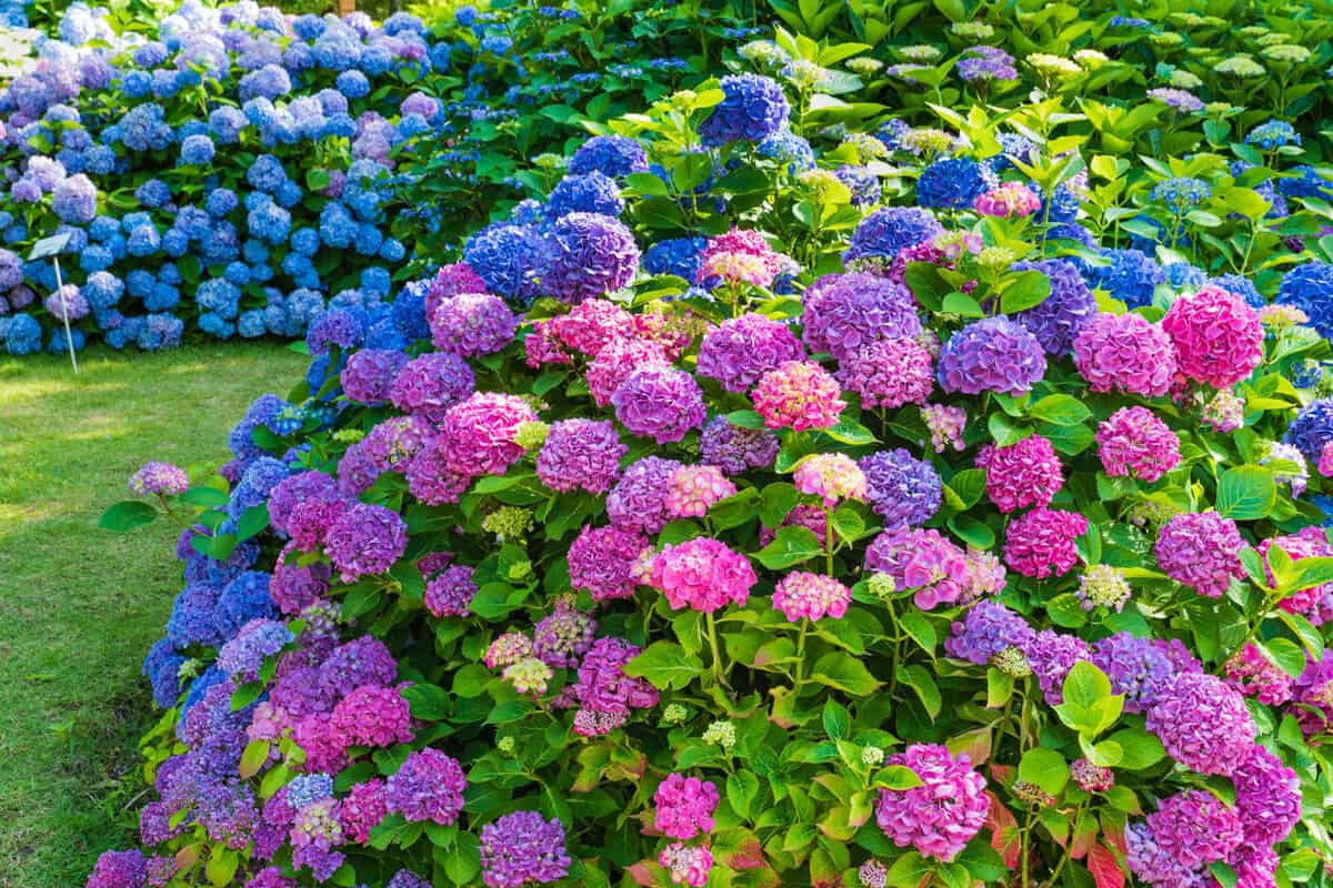 Gorgeous bright colors of Hydrangeas in the garden
