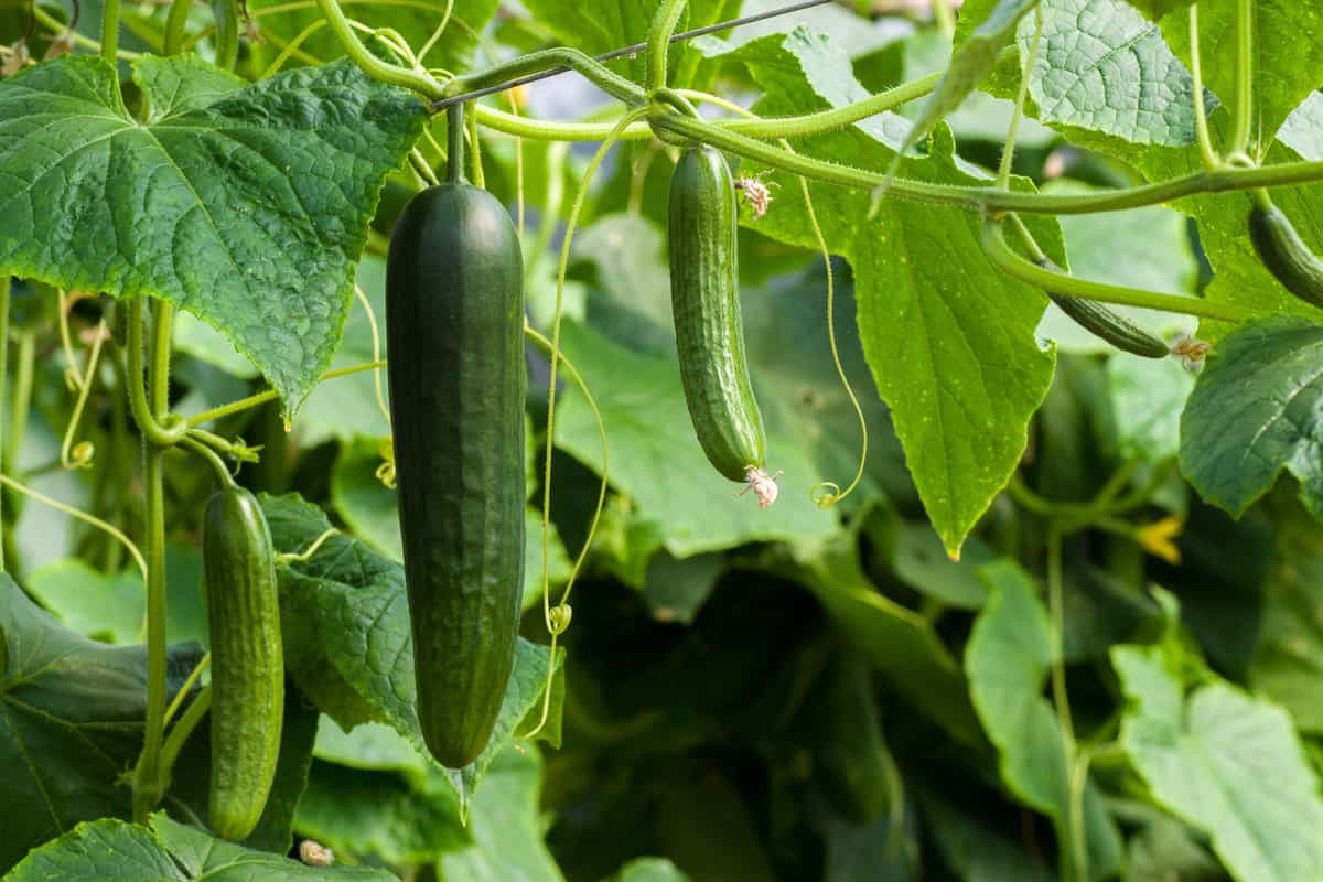 Fresh and ready for harvest cucumbers 