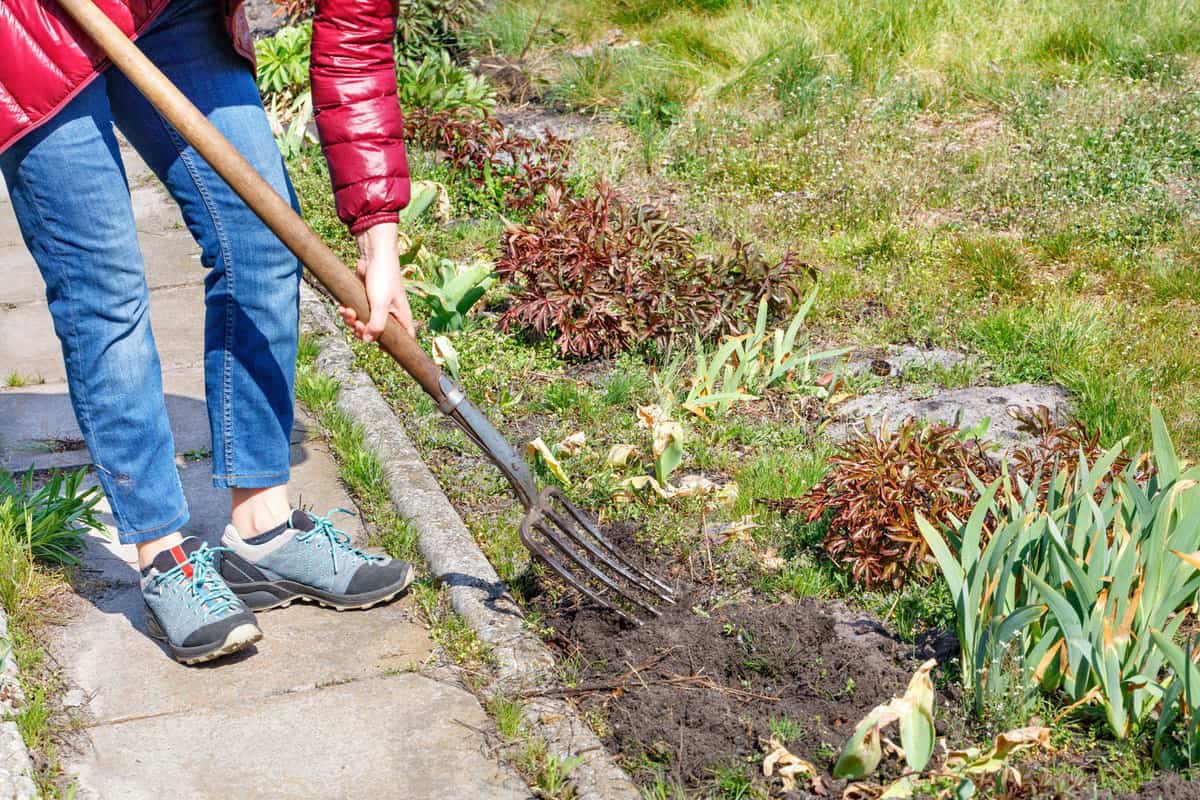 Woman using pitchfork to fix her garden