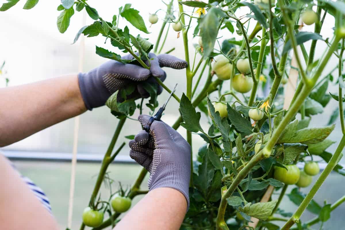 Gardener trimming her tomato plant in the backyard
