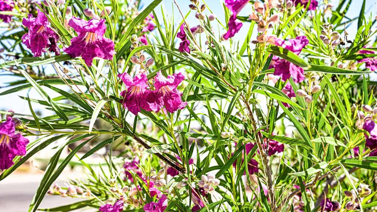 Gorgeous Desert willow in the garden, Does Desert Willow Have Invasive Roots? - 1600x900
