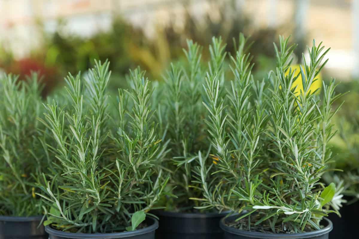 Small and fresh rosemary herbs planted at the garden