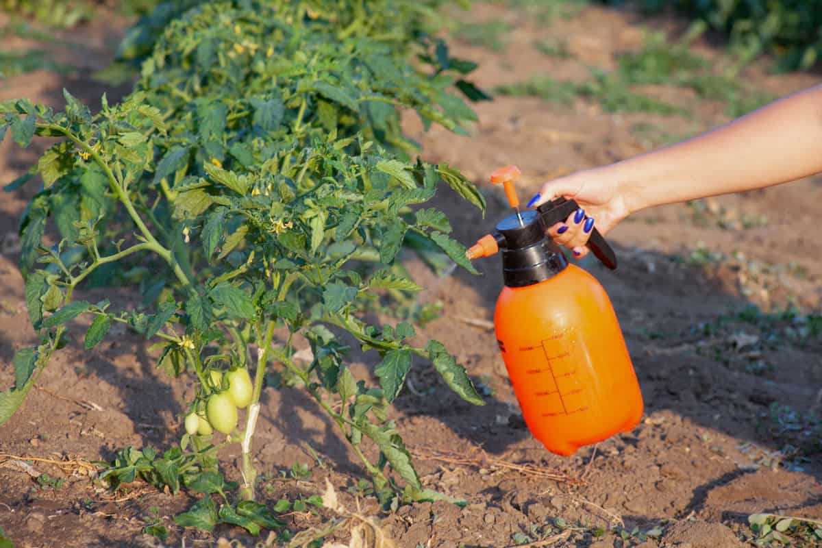 Spraying pesticide on the tomato