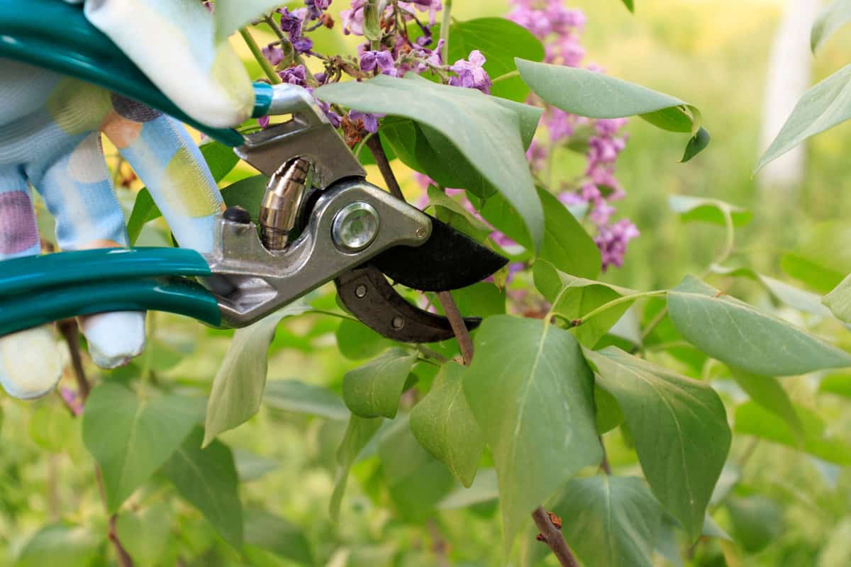 Pruning lilac flower in the garden