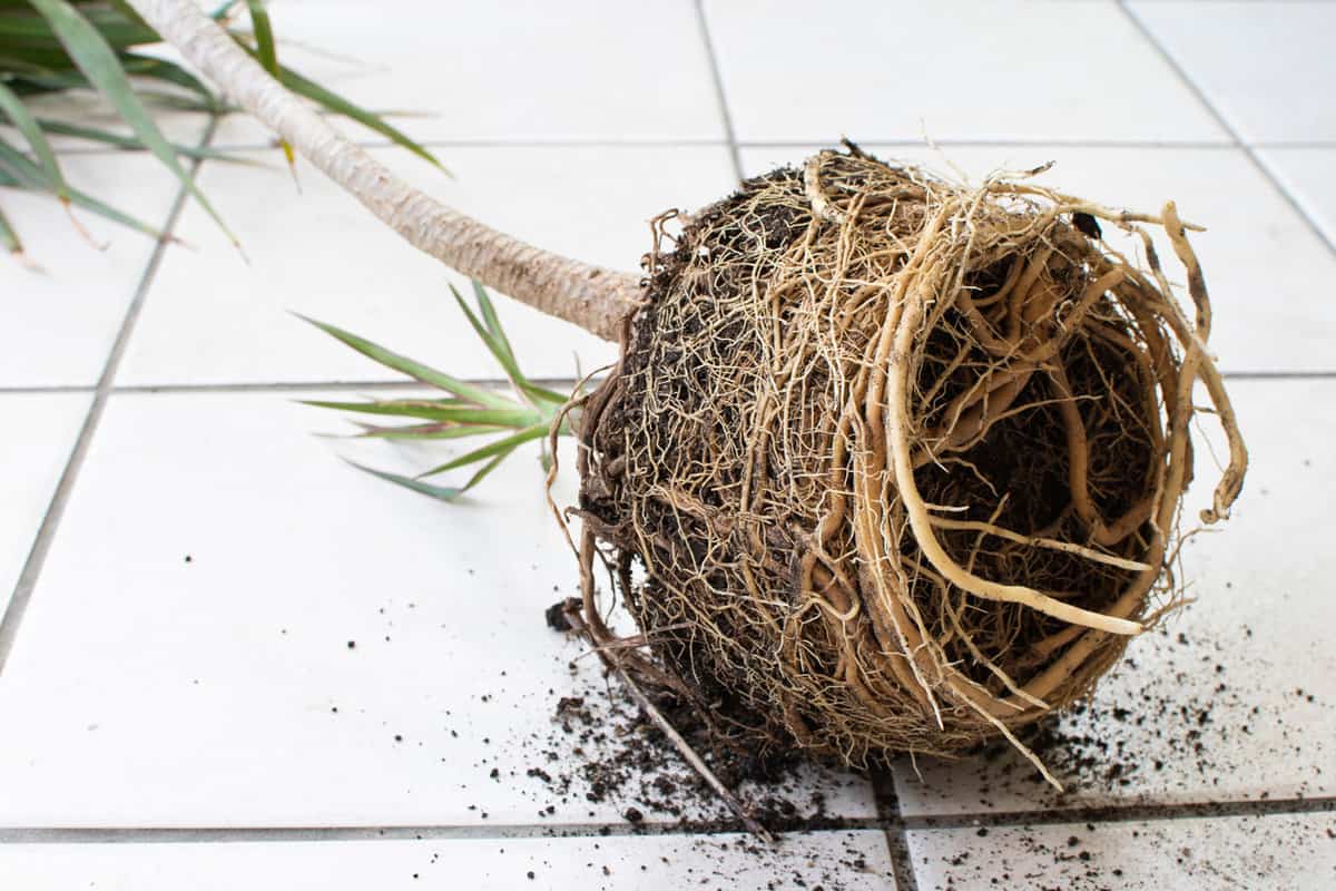 Repotting dracaena with root bounding. Root bound house plant
