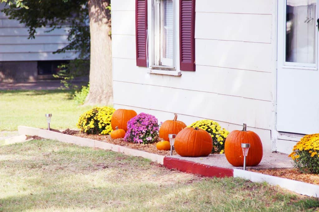 Pumpkins and different colors of mums on the side of the house