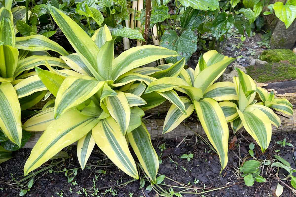 Healthy small Dracaena plants photographed in the garden
