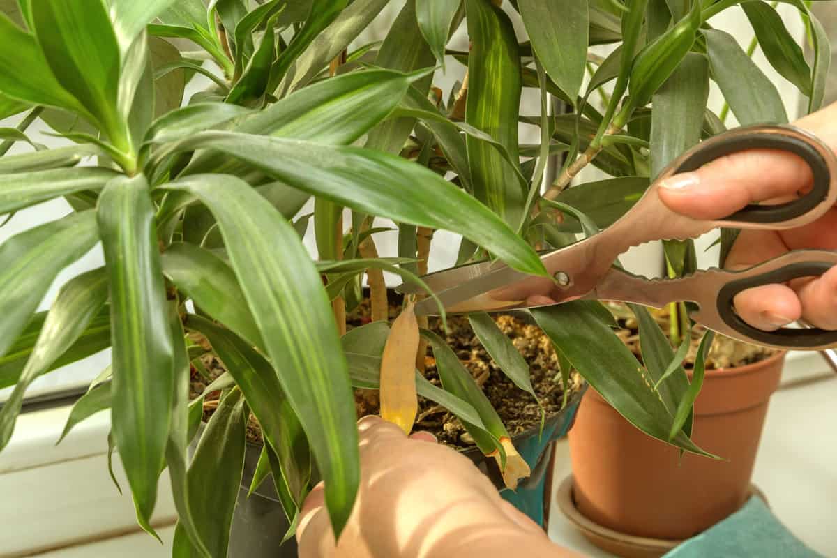 Women's hands cut diseased leaves with scissors from a Dracaena plant