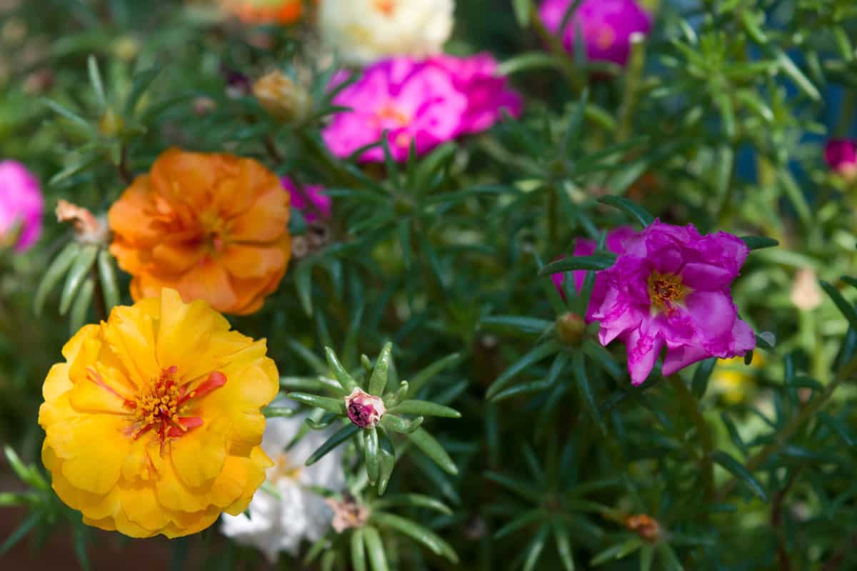 Different colored portulaca flowers in the garden