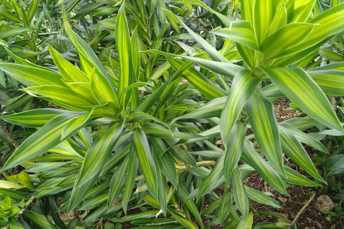 Dracaena Reflexa is a type of ornamental plant that has beautiful leaves