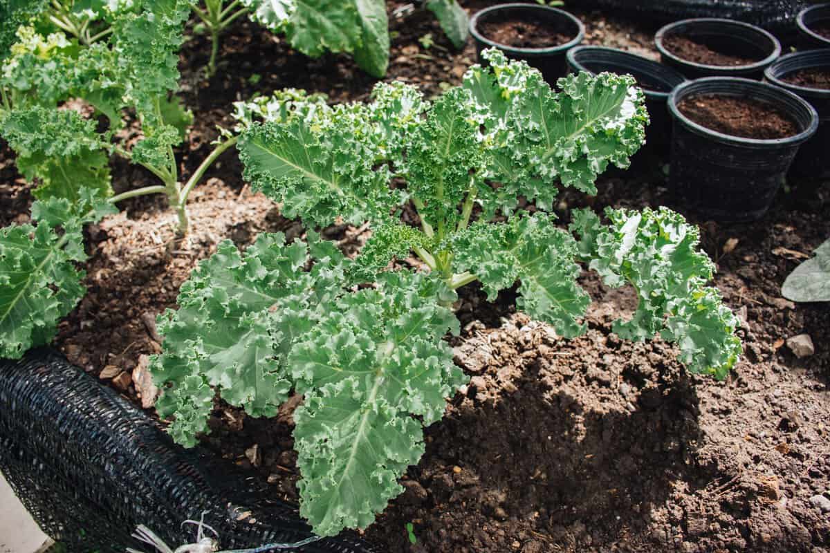 Healthy Kale growing in the garden