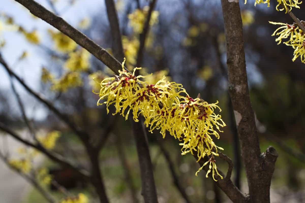 Gorgeous yellow leaves of a Witch hazel plant