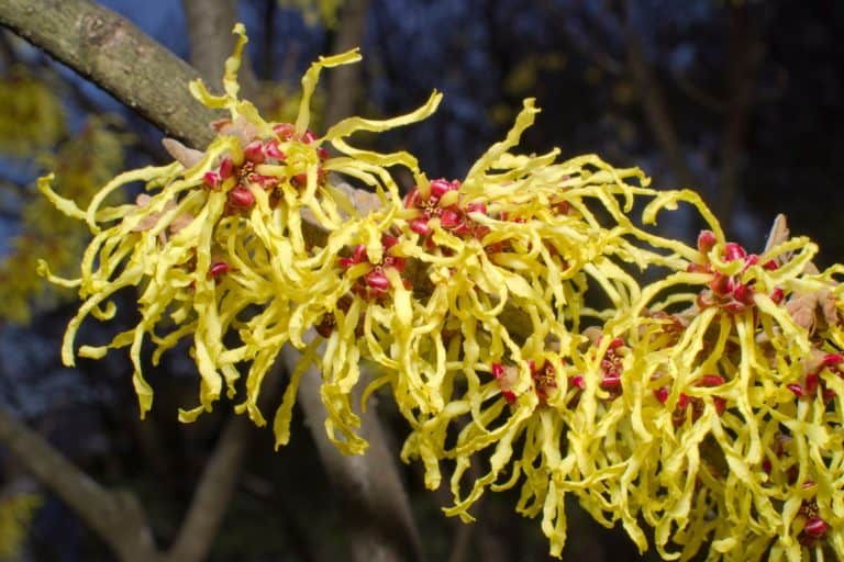 The name of these flowers is Japanese witch hazel, Where Does The Wild Witch Hazel Grow? Understanding Its Habitat For Better Growth