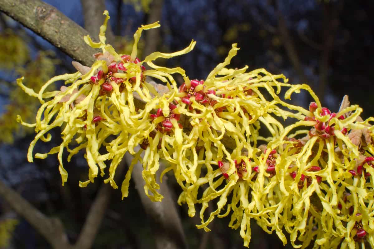 The name of these flowers is Japanese witch hazel
