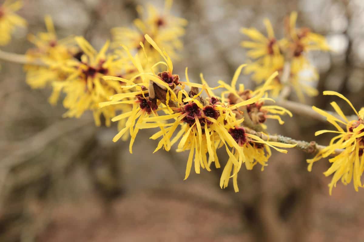 Beautiful yellow leaves of a huge witch hazel tree