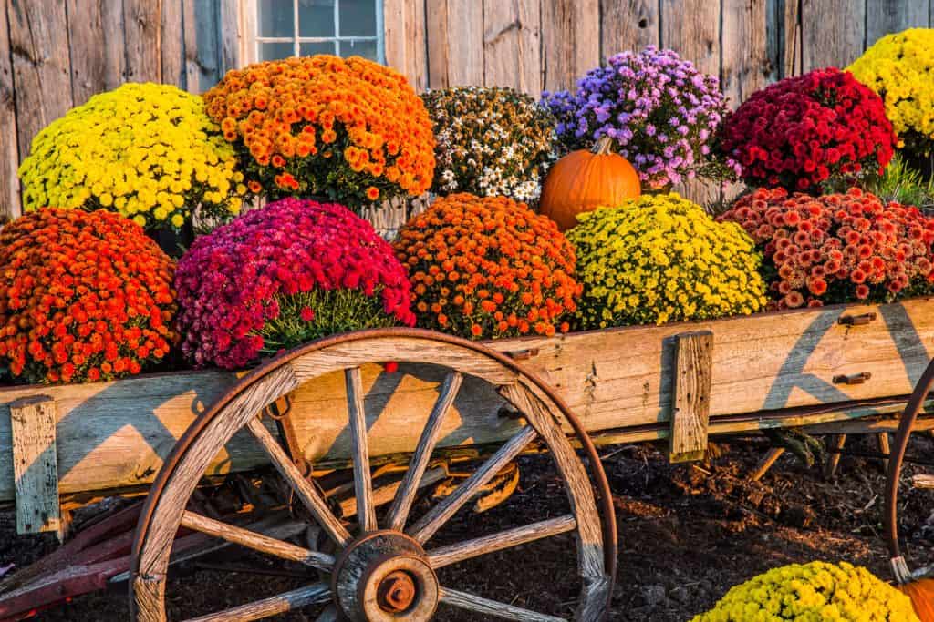 Vintage wagon with colorful flowers against old weathered barn