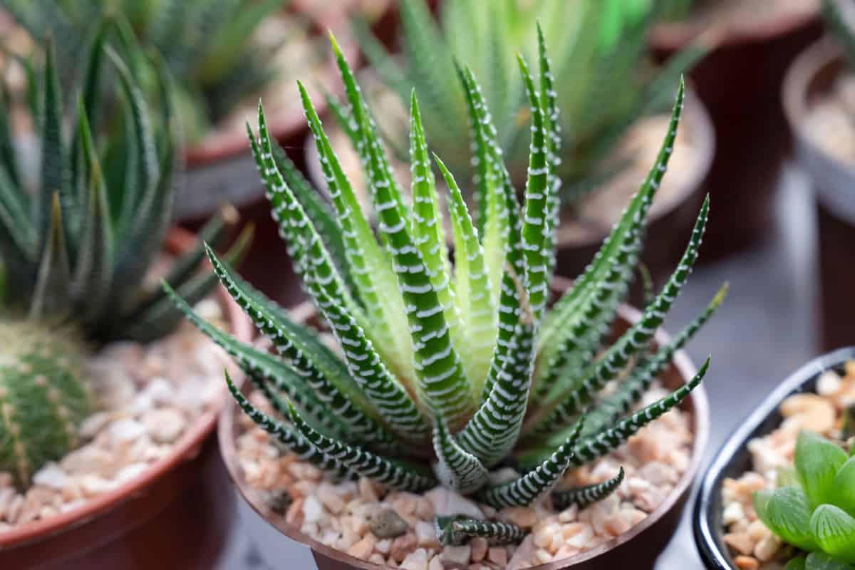 Close-up of a Haworthia zebra plant in natural sunlight. A small succulent plant with short leaves and bands of white tubercles
