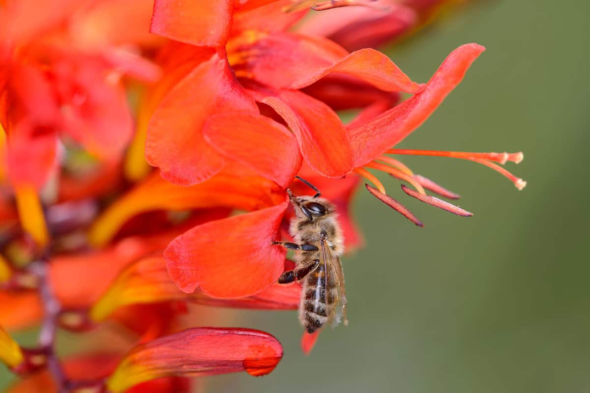 A bee collecting nectar from a lucifer plant in the garden