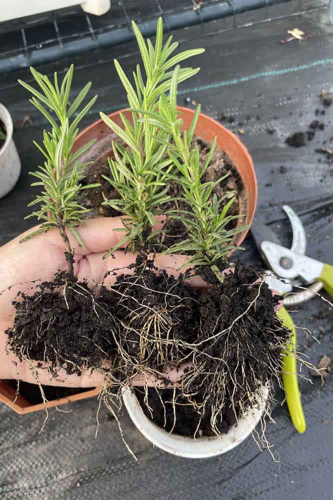 Planting young rosemary plant on to a small pot