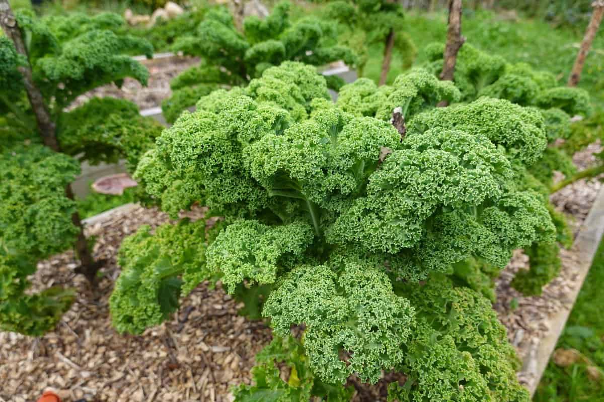 Huge and healthy Kale in the garden
