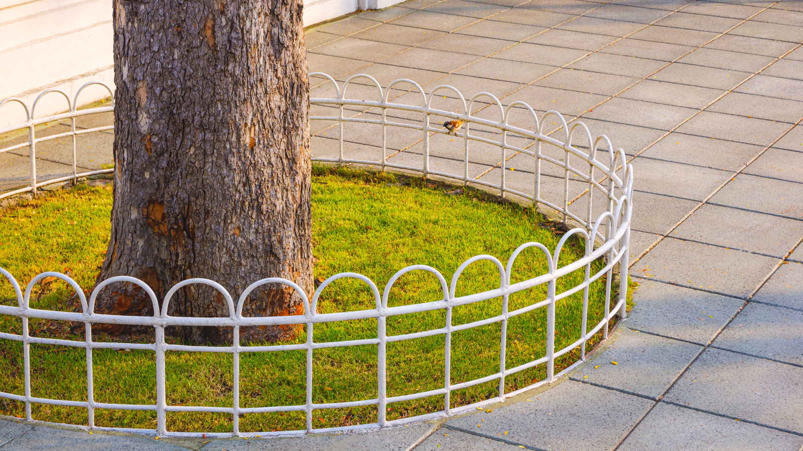 A huge tree with white metal square bar fence, How To Fence Around A Tree: Simple and Effective Steps - 1600x900