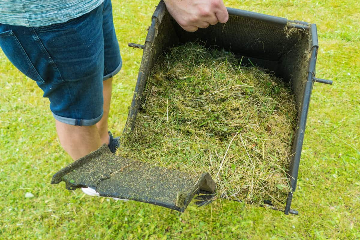 Man collecting grass and putting it into plastic container
