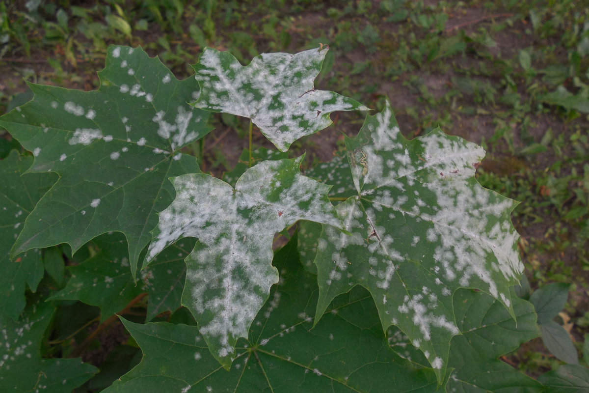Powdery mildew infecting a leaf