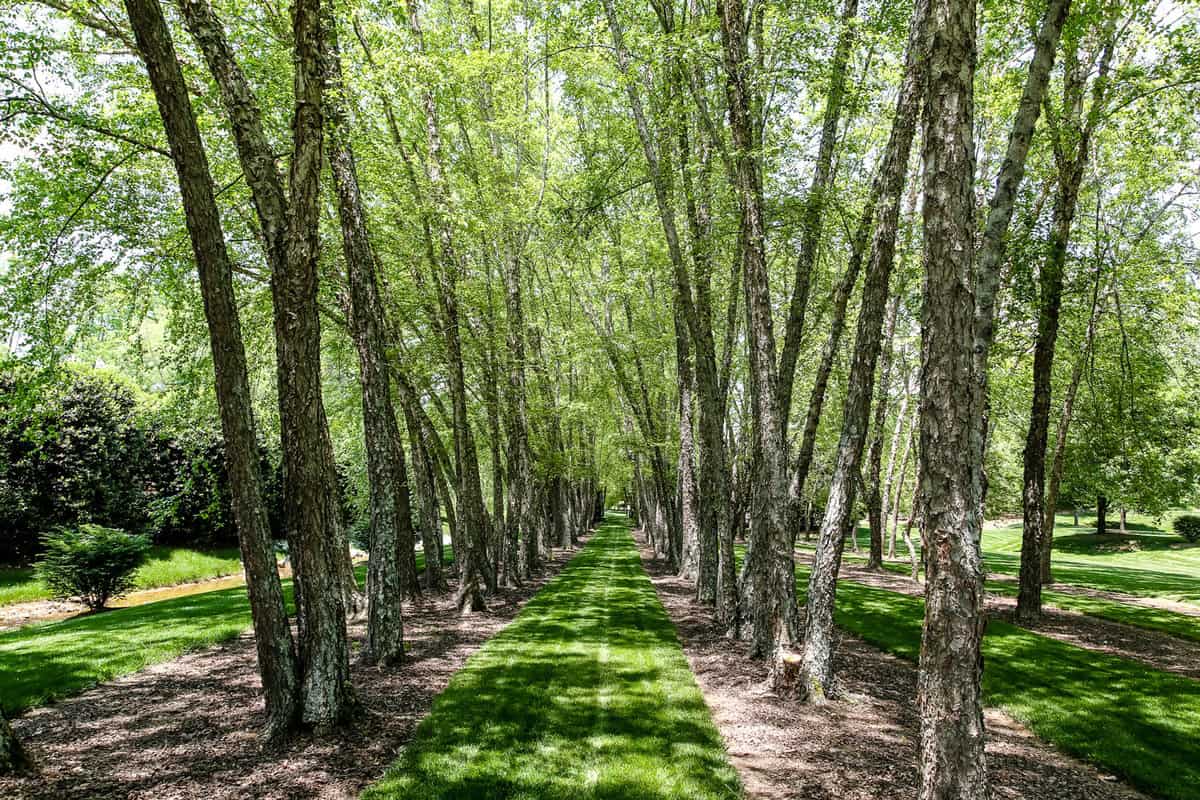 River birch trees used for landscaping along a small pathway