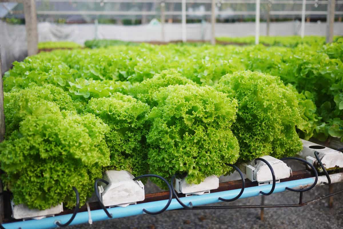Gorgeous and healthy lettuce using hydroponics
