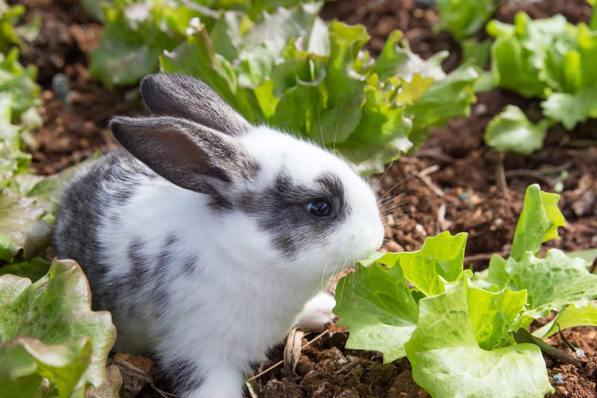 A cute rabbit eating lettuce in the garden