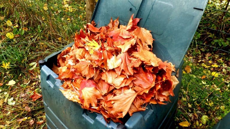 collecting leaves from the garden, Composting All Those Fall Leaves? Here's How To Do It Right - 1600x900