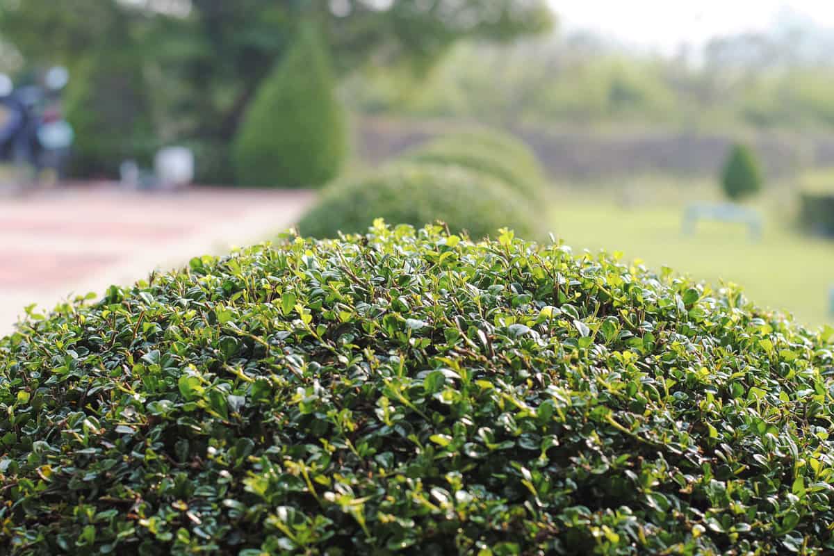 Boxwood trimmed shrubs used for a driveway landscaping