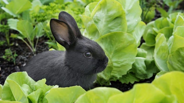 A black Rabbit in the garden, 8 Deterrents For Rabbits In The Garden: Securing Your Harvest Against Unwanted Guests - 1600x900