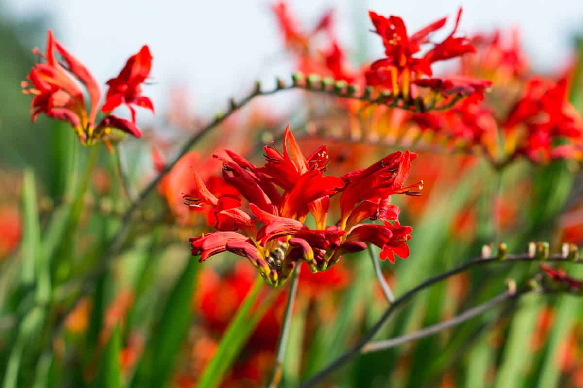 Artistic view over Crocosmia Lucifer flower in the garden. Perfect image for: close up of exotic orange Crocosmia
