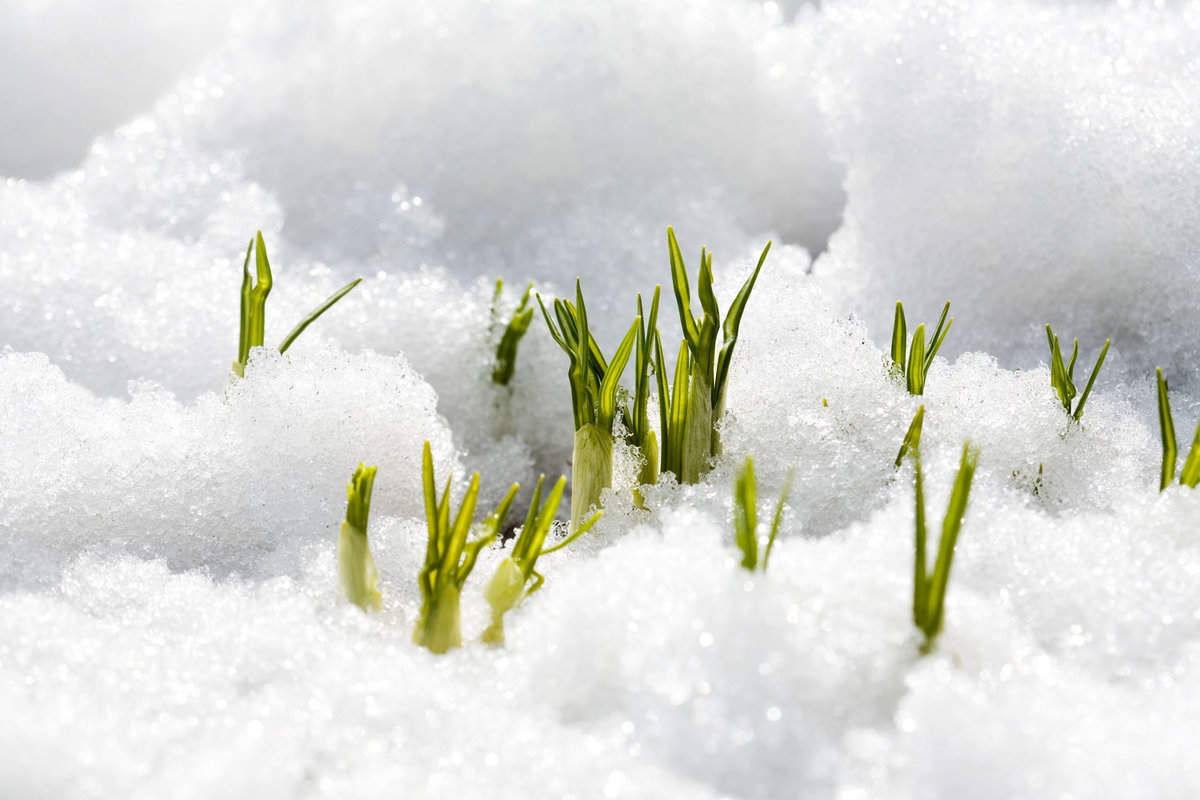 snow covered grass